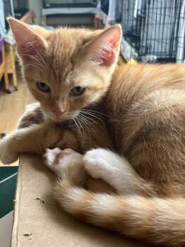 Chutney -  Domestic Short Hair Cat for Adoption in Lunenburg, Massachusetts - Chutney | PetCurious