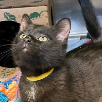 Domestic Short Hair Cats Available for Adoption - Valentino [yellow] | PetCurious