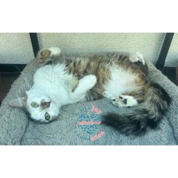 Phina -  Domestic Medium Hair Cat for Adoption in Inglewood, California - Phina | PetCurious