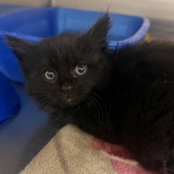 Windsor -  American Shorthair Cat for Adoption in Cody, Wyoming - Windsor | PetCurious
