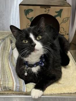 Domestic Short Hair Cats Available for Adoption in West Chester, Pennsylvania - Camry | PetCurious
