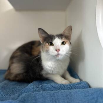 SELENE -  Domestic Short Hair and Domestic Long Hair Cat for Adoption in Kyle, Texas - SELENE | PetCurious
