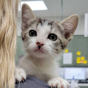 Bellini -  Domestic Short Hair Cat for Adoption in Mazon, Illinois - Bellini | PetCurious