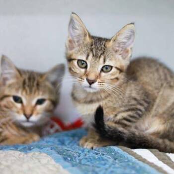 Pipper -  Domestic Short Hair Cat for Adoption in Atlanta, Georgia - Pipper | PetCurious