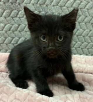 Blueberry -  Domestic Short Hair Cat for Adoption in Lampasas, Texas - Blueberry | PetCurious