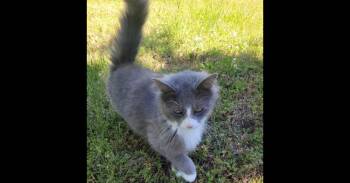Chris Angel -  Domestic Long Hair Cat for Adoption in Salisbury, North Carolina - Chris Angel | PetCurious