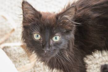 Morello -  Domestic Medium Hair Cat for Adoption in Chicago, Illinois - Morello | PetCurious