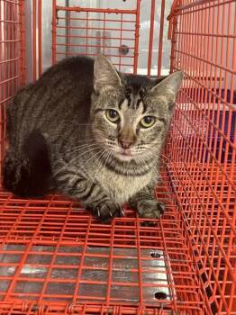 Domestic Short Hair Cats Available for Adoption in Dallas, Texas - SILVY | PetCurious