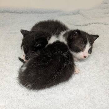 Star -  Domestic Short Hair Cat for Adoption in Philadelphia, Pennsylvania - Star | PetCurious
