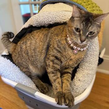 Mizuky -  Domestic Short Hair Cat for Adoption in New York, New York - Mizuky | PetCurious