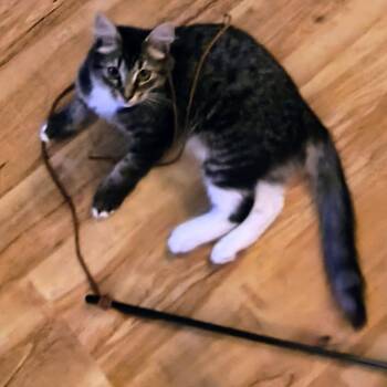 Rescue Domestic Medium Hair Cats for Adoption in Hanna City, Illinois - Kilo | PetCurious