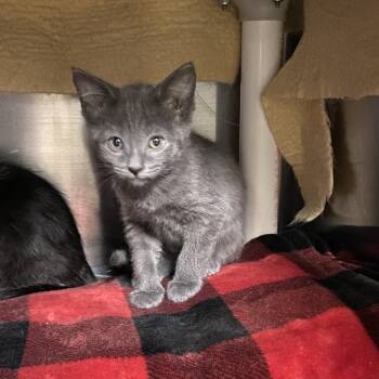 Duchess -  Domestic Short Hair Cat Available for Adoption in Walker, Michigan - Duchess | PetCurious