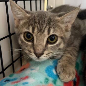 Layla -  Domestic Short Hair Cat for Adoption in Sarasota, Florida - Layla | PetCurious