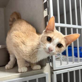 Seafood Boil -  Domestic Short Hair Cat for Adoption in Summerville, South Carolina - Seafood Boil | PetCurious