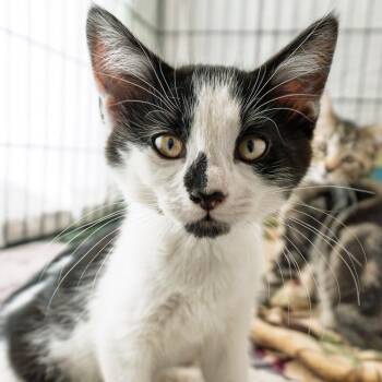 Pip -  Domestic Short Hair Cat for Adoption in South Elgin, Illinois - Pip | PetCurious