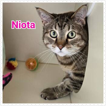 Rescue Domestic Short Hair Cats for Adoption in North Saint Paul, Minnesota - Niota | PetCurious