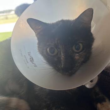 Clarrisa -  Domestic Short Hair Cat for Adoption in Leander, Texas - Clarrisa | PetCurious