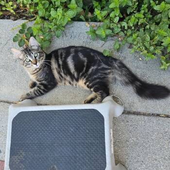 Abigail -  Domestic Long Hair and Maine Coon Cat for Adoption in Santa Susana, California - Abigail | PetCurious