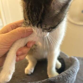 Onyx -  Domestic Short Hair Cat for Adoption in League City, Texas - Onyx | PetCurious