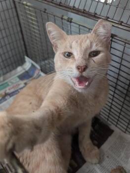 CEDRIC -  Domestic Short Hair Cat for Adoption in San Antonio, Texas - CEDRIC | PetCurious