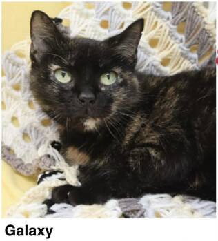 Domestic Short Hair Cats Available for Adoption - Galaxy | PetCurious