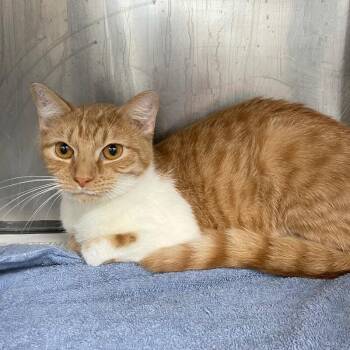 Domestic Short Hair Cats Available for Adoption - Madison | PetCurious