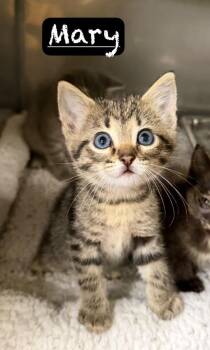 Mary -  Domestic Short Hair Cat for Adoption in Maumelle, Arkansas - Mary | PetCurious