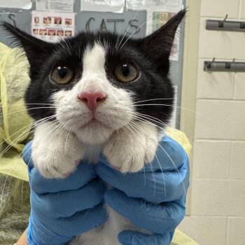 Nugget -  Domestic Short Hair Cat for Adoption in Murray, Utah - Nugget | PetCurious