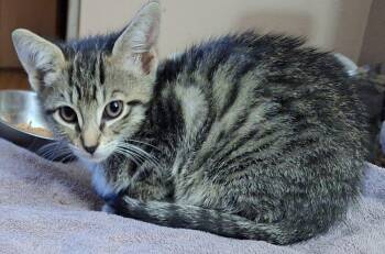 Rescue Domestic Short Hair Cats for Adoption in Baltimore, Maryland - Jesse (bonded With Jett; JJ Litter) | PetCurious