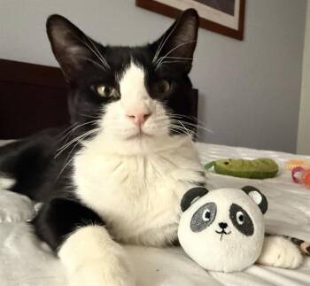 PUDDING -  Domestic Short Hair Cat for Adoption in Aurora, Colorado - PUDDING | PetCurious