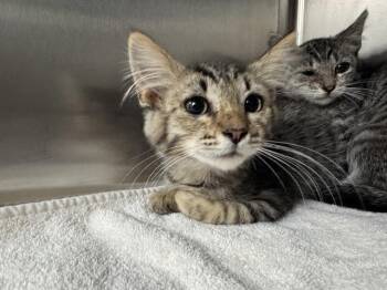 SPENCER -  Domestic Short Hair Cat for Adoption in Salinas, California - SPENCER | PetCurious