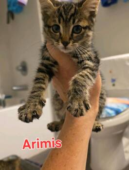 Arimis -  Domestic Medium Hair Cat for Adoption in Reno, Nevada - Arimis | PetCurious