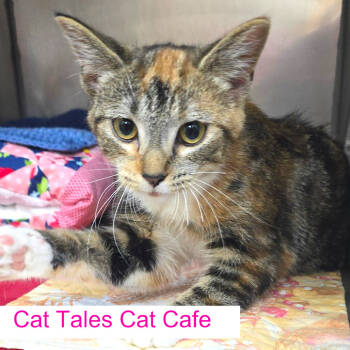 Rescue Domestic Short Hair Cats for Adoption in Chapel Hill, North Carolina - Ginny | PetCurious