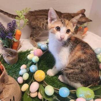 Tabby and Calico Cats Available for Adoption - Frenchie | PetCurious