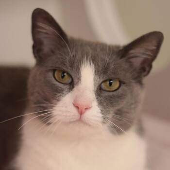 Domestic Short Hair Cats Available for Adoption in Philadelphia, Pennsylvania - Ekaterina | PetCurious