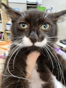 Sadie $150 fostered -  Domestic Medium Hair and Domestic Short Hair Cat for Adoption in Seneca, South Carolina - Sadie $150 Fostered | PetCurious