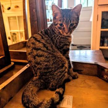 Rescue Domestic Short Hair Cats for Adoption in Evanston, Illinois - Hammerhead | PetCurious