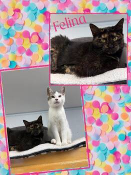 Rescue Domestic Short Hair Cats for Adoption in Howes Cave, New York - Felina | PetCurious
