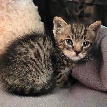 Rover (COH-A-67437) -  American Shorthair Cat for Adoption in Volcano, Hawaii - Rover (COH-A-67437) | PetCurious