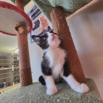 Zion -  Domestic Short Hair Cat for Adoption in Scottsbluff, Nebraska - Zion | PetCurious