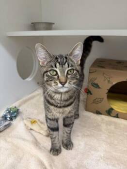 Rosemary -  Domestic Short Hair Cat for Adoption in Harbor Springs, Michigan - Rosemary | PetCurious