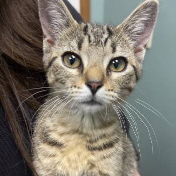 Stump -  Domestic Short Hair Cat for Adoption in Lenexa, Kansas - Stump | PetCurious