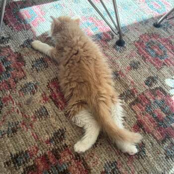 Squanchy -  Domestic Long Hair Cat for Adoption in Costa Mesa, California - Squanchy | PetCurious