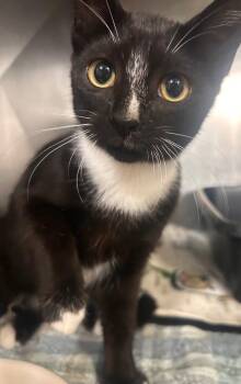 Tippy -  Domestic Short Hair Cat for Adoption in New Cumberland, West Virginia - Tippy | PetCurious