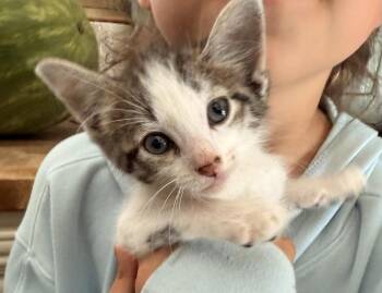 Izra -  Domestic Short Hair and Tabby Cat Available for Adoption in Poplar Grove, Illinois - Izra | PetCurious
