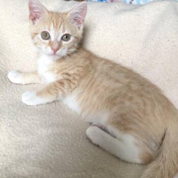 Exploration Society -  Domestic Short Hair Cat for Adoption in Fredericksburg, Virginia - Exploration Society | PetCurious