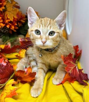 Rescue Domestic Short Hair Cats for Adoption in Bryant, Arkansas - Bradford | PetCurious