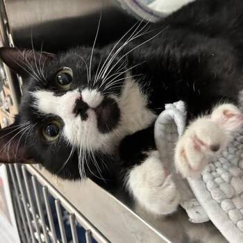 Domestic Short Hair Cats Available for Adoption - Postage | PetCurious