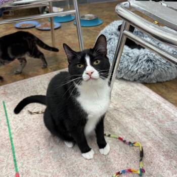 Aristotle -  Domestic Short Hair Cat for Adoption in Miami Beach, Florida - Aristotle | PetCurious