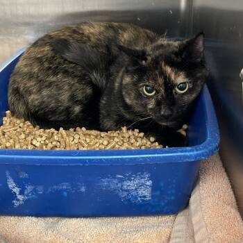 Nova -  Domestic Short Hair Cat for Adoption in Port Charlotte, Florida - Nova | PetCurious
